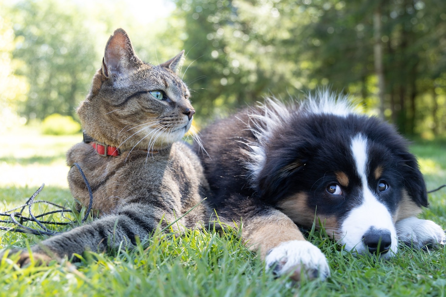 How the Heartland Association Supports Responsible Breeders
