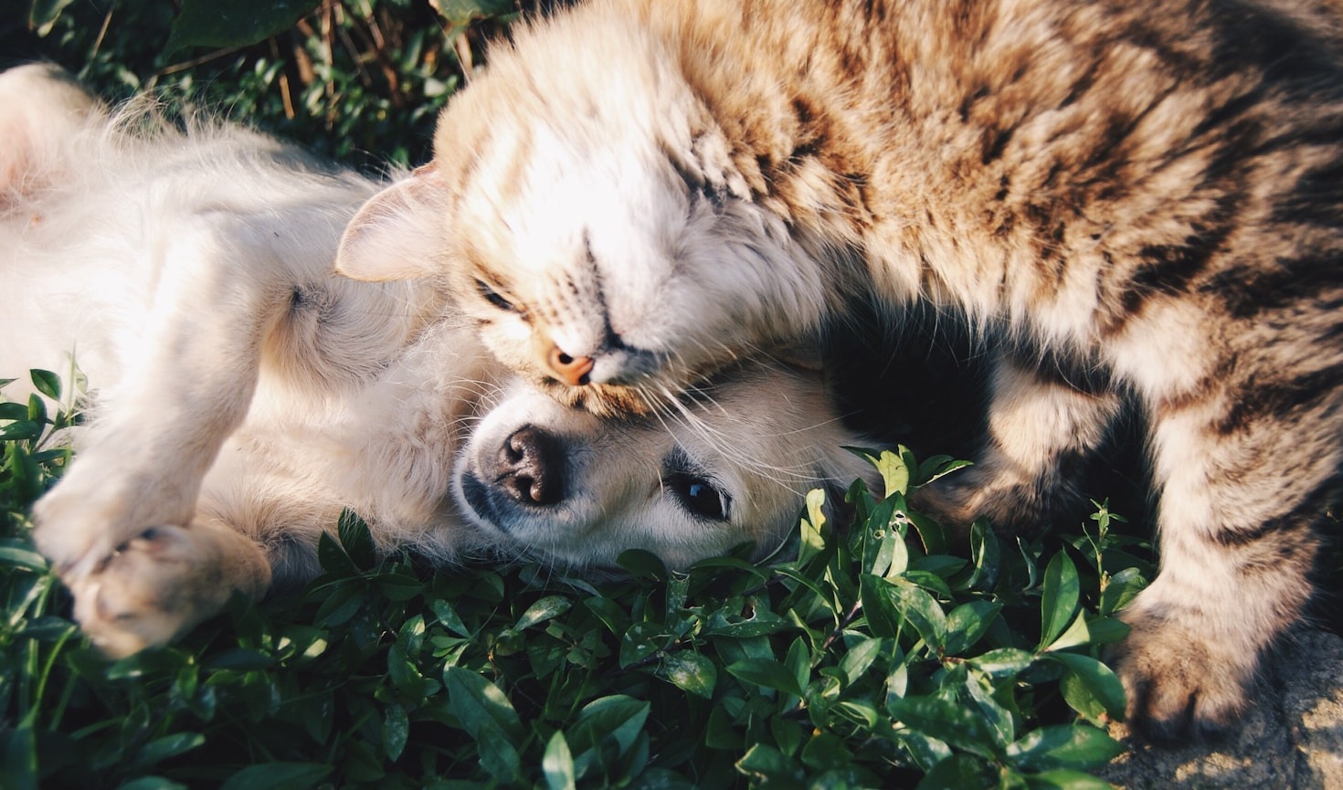 Top Tips for Ethical Pet Breeding Practices