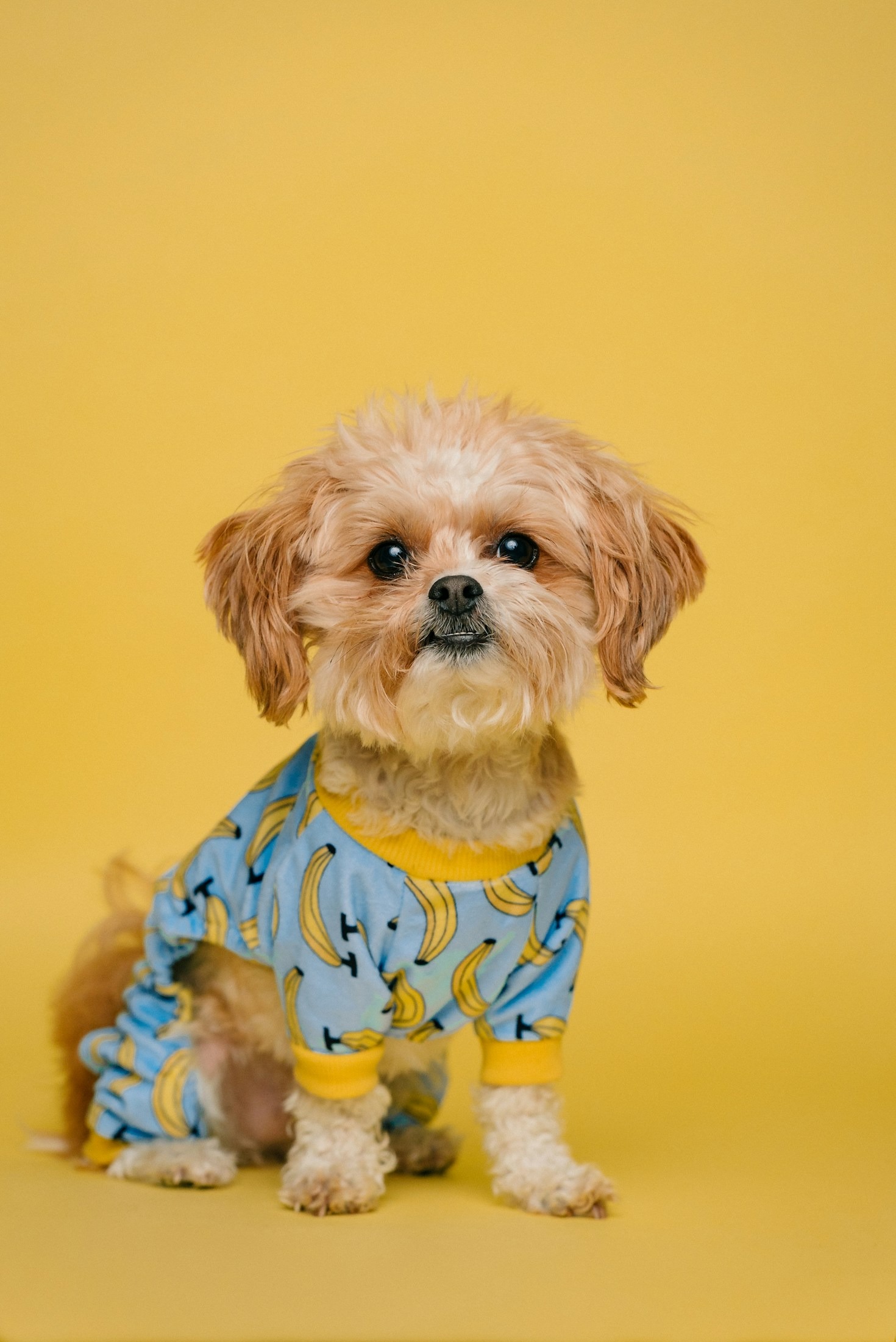 The Role of Knowledge Sharing in Pet Breeding