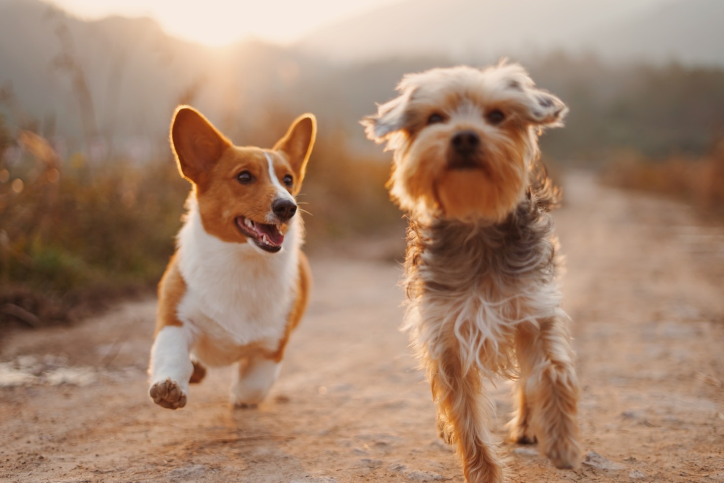 Southwest Missouri’s Community for Pet Breeders