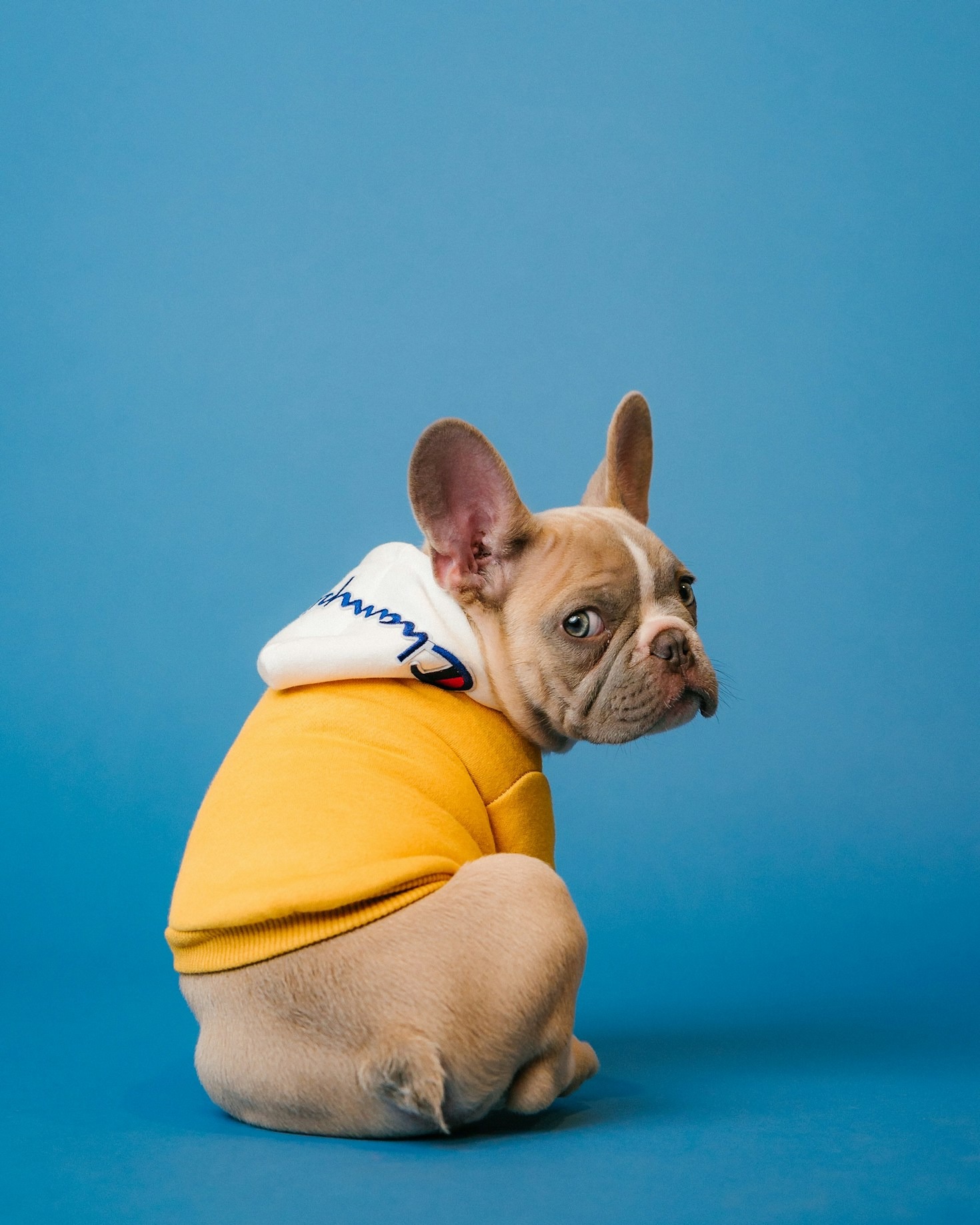 Insights on Improving Pet Breeding Standards