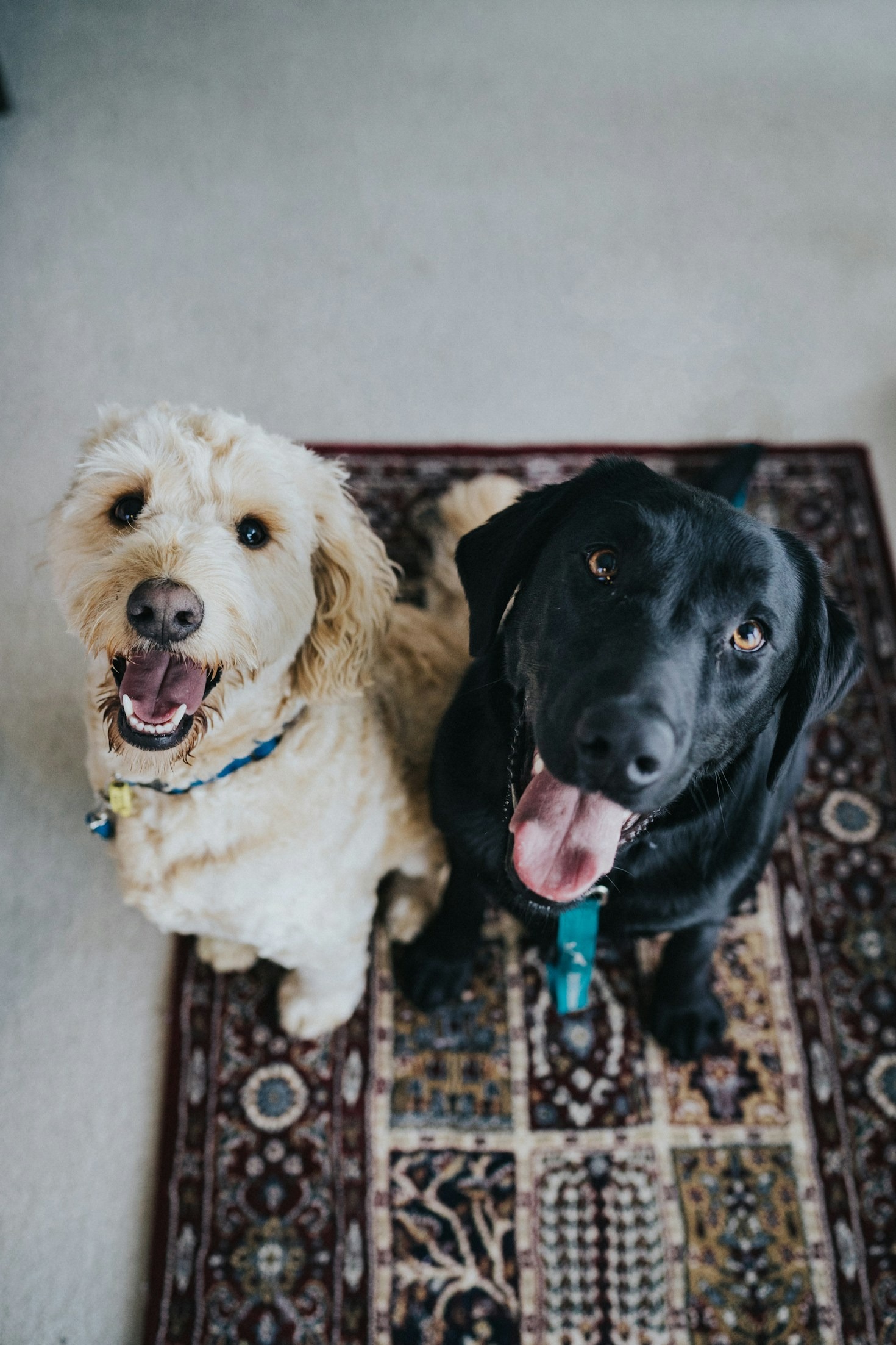 Celebrating Ethical Achievements in Pet Breeding