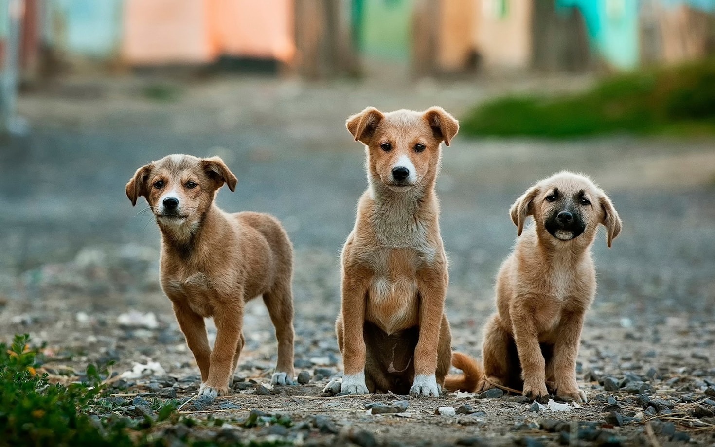 Why Collaboration is Key in Pet Breeding