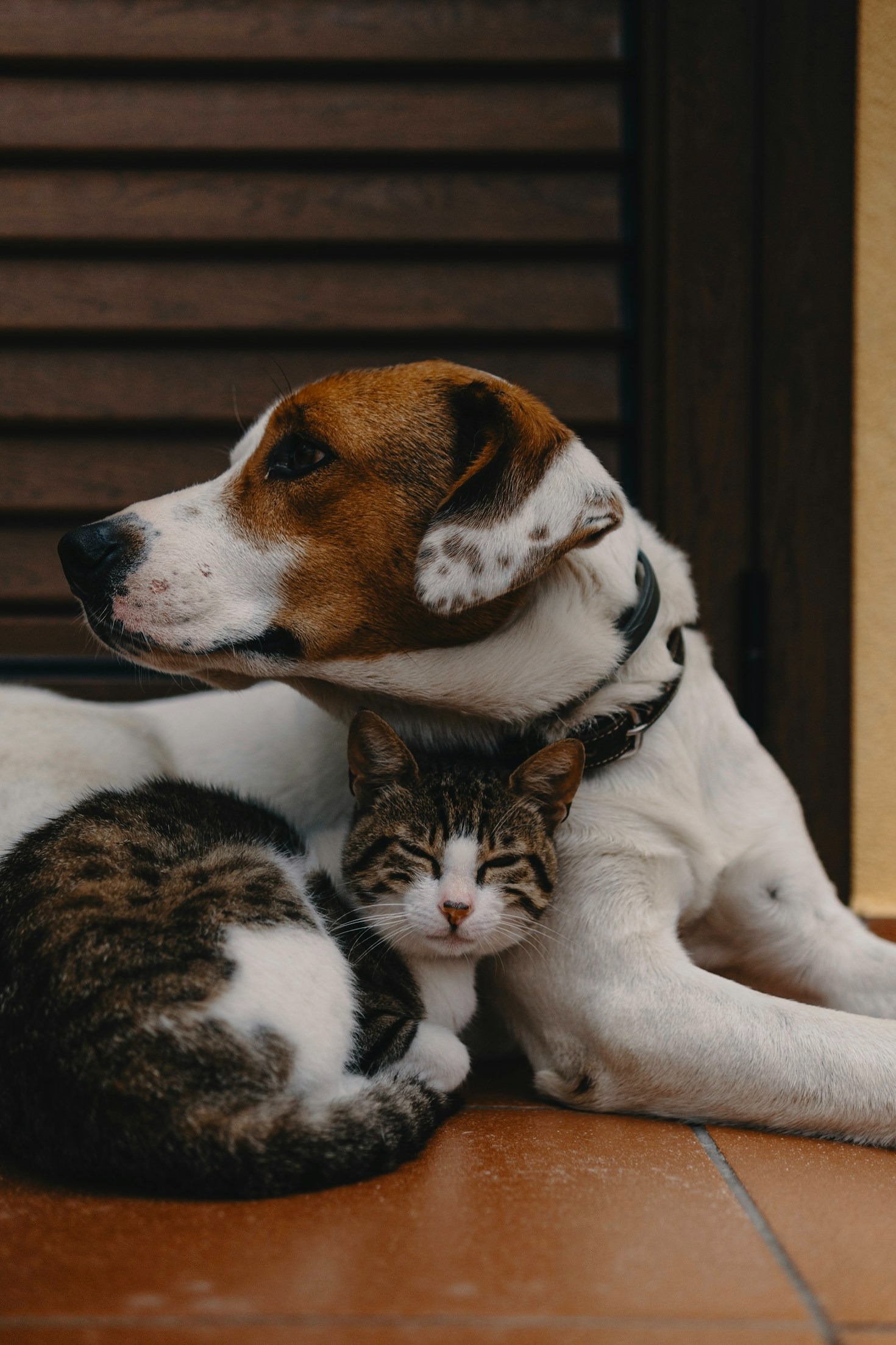 Heartland’s Journey of Supporting Breeders Since 2015
